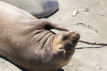 Elephant seal laying on a sand beach
