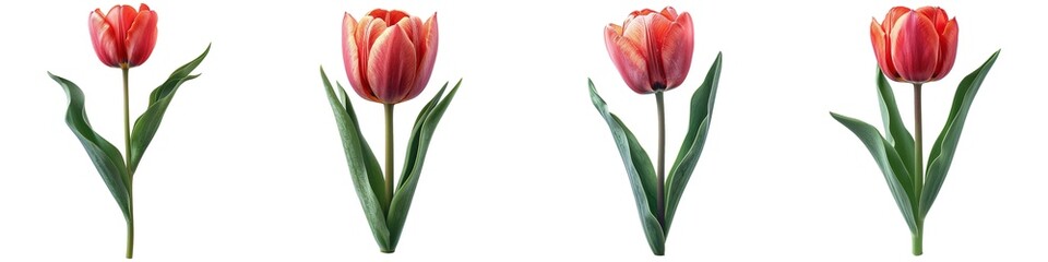 Wall Mural - Set of tulip flowers isolated on transparent background