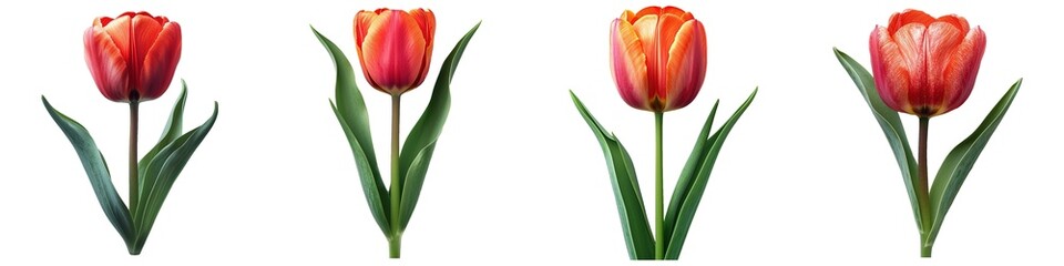 Wall Mural - Set of tulip flowers isolated on transparent background