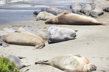 Elephant Seals Laying On A Sand Beach
