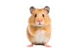 A brown and white hamster stands on its hind legs, mimicking a human miming a shadow puppet