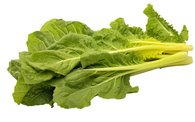 A bunch of fresh lettuce leaves beautifully arranged on a clean white background