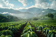 Cultivated coffee field representing Earth Day concept and sustainable farming