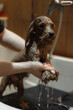 Washing a small dog in a grooming salon.