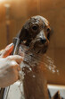 Washing a small dog in a grooming salon.