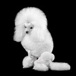 Elegant white toy poodle