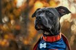 A black dog proudly wearing a red and blue cape, embodying the essence of a real superhero.