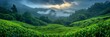 Captivating scenery: Misty morning view of organic tea plantation on verdant hillside