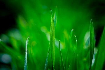 Wall Mural - dew on green young grass