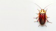Cockroach isolated on a white background. Top view. Close up of a pest insect. Concept of infestation, pest control, hygiene, domestic cleanliness, extermination, sanitation. Copy space