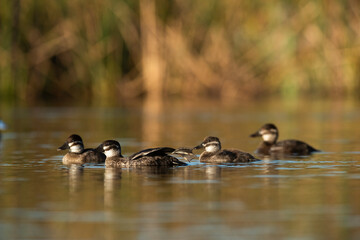 Wall Mural -  Lake Duck in Pampas Lagoon environment, La Pampa Province, Patagonia , Argentina.