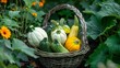 pattypan, white squash, Cucurbita pepo and zucchini in a basket in the garden