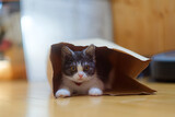 Fototapeta Dmuchawce - 袋に入る子猫