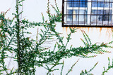 Fototapeta Dmuchawce - 蔦と窓