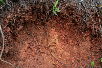 Red soil, Pu'u Ma'eli'eli Trail, Honolulu Oahu Hawaii Geology.   Laterite is a soil type rich in iron and aluminium and is commonly considered to have formed in hot and wet tropical areas.