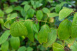 Pu'u Ma'eli'eli Trail, Honolulu Oahu Hawaii.  Miconia crenata (syn. Clidemia hirta), commonly called soapbush, clidemia or Koster's curse, is a perennial shrub.