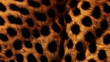 The intricate markings on the skin of a cheetah include numerous small black spots arranged uniformly on a background of golden or fulvous tones.