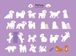A collection of various Maltese actions and poses. flat vector illustration.