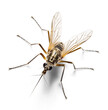 Mosquito, top view on isolated transparent background