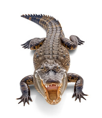 Wall Mural - Alligator, front view, isolated background