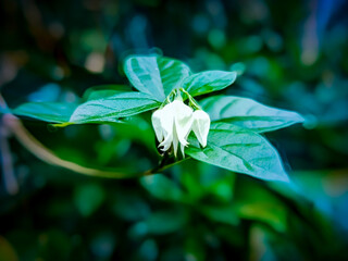 Wall Mural - Bleeding heart vine, Bag flower, close-up photo of flowers, blooming flower background picture, flower in the garden.