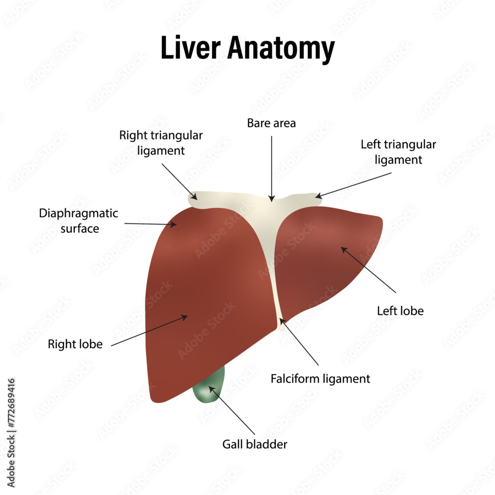 Liver Anatomy Labeled Diagram Stock Vector | Adobe Stock