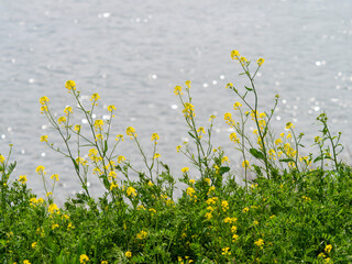 Sticker - 大和川河川敷に咲く菜の花