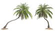 Tilted coconut palm tree on transparency background .