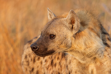 Wall Mural - Portrait of a spotted hyena (Crocuta crocuta), Kruger National Park, South Africa.