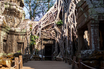 tree roots covering preah khan temple at angkor in siem reap, cambodia.