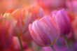 A closeup of a beautiful tulip flower