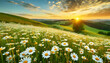 Spring scenery of beautiful fields, summer, daisies, grass, nature