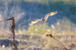 夕暮れに狩りのために葦原を飛翔する美しいコミミズク（フクロウ科）。

日本国埼玉県、荒川河川敷にて。
2024年3月23日撮影。

Beautiful Short-eard Owl (Asio flammeus, family comprising owls) in flight to hunt of a reed bed in twilight.

At Arakawa riverbed, Sa