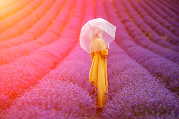 Canvas Print - Woman lavender field. A middle-aged woman in a lavender field walks under an umbrella on a rainy day and enjoys aromatherapy. Aromatherapy concept, lavender oil, photo session in lavender