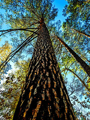 Wall Mural - the trunk of a pine tree against the sky