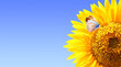 Butterfly on sunflower on sunny blue sky background. Horizontal agriculture summer banner with sunflower and butterfly. Organic food production. Oilseed crop. Copy space for text
