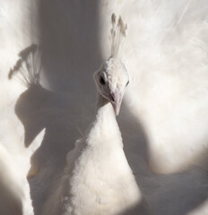 Sticker - Portrait of a white peacock in the zoo