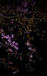Sakura flower branches in contrast of dark sky