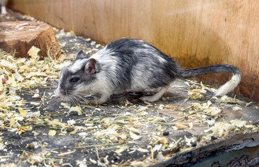 Canvas Print - Portrait of a hamster on a farm