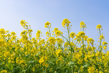 Wall Mural - rapeseed flower under the blue sky in springtime.