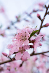Wall Mural -  Pink Peach Blossoms in spring.