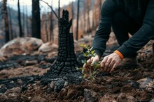 Person Planting Sapling Near A Recently Burnt Lone Tree