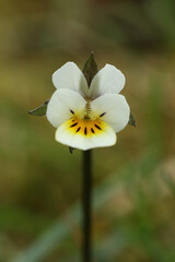 Sticker - European field pansy,Viola arvensis , small white flower in the meadow