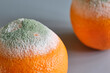 Two oranges with green and white mold on a gray surface. Image with copy space