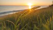 A close-up photograph of a little grass stem against the backdrop of a sunset over a calm sea. The scene is set on a beach, with the golden glow of the setting sun casting warm hues over the tranquil 
