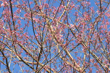 Wall Mural - Phaya suae flower or sakura flower in Thailand