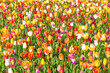 Colorful beautiful blooming red yellow white tulip at Lisse Holland Netherlands