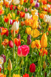 Colorful beautiful blooming red yellow tulip at Lisse Holland Netherlands