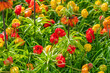 Fritillaria imperialis and colorful beautiful blooming tulip in background in Netherland