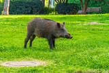 Fototapeta Uliczki - Wild boar in a public garden in Haifa